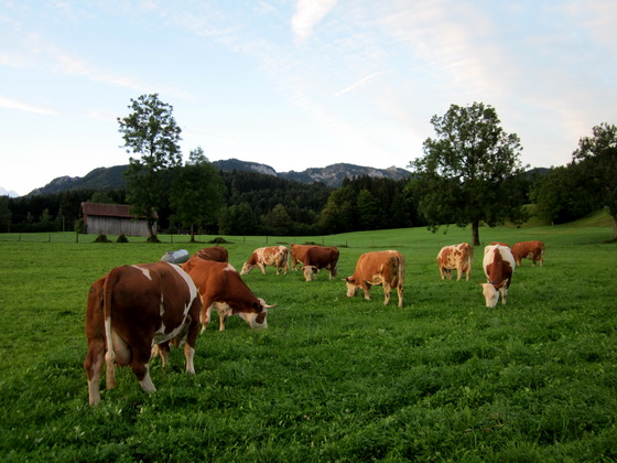 Unsere Kühe